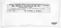 Fomes fomentarius image